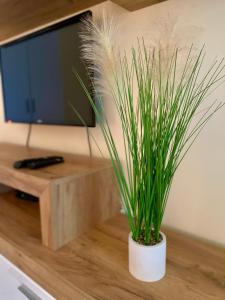 Apartmani Dragana