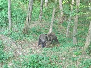 Bear Watching Tiny House