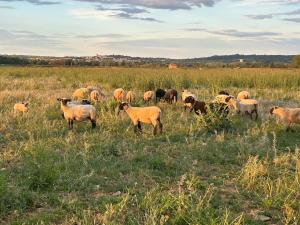 Maisons de vacances Ferme gite de la Garrigue : photos des chambres