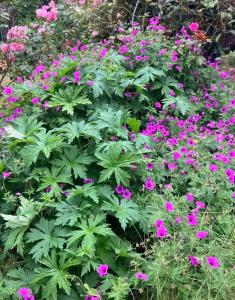 Maison et son jardin situés dans le Condroz