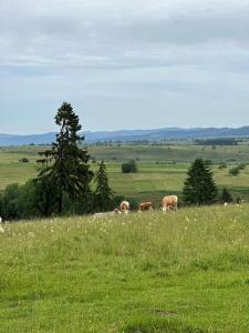 Starry Night Retreat
