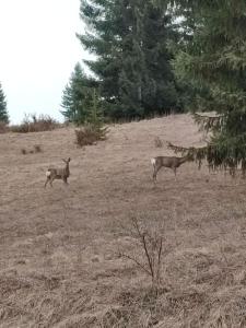 Starry Night Retreat