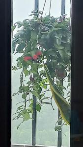 Green view Homestay in Halong