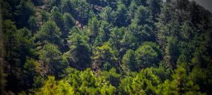 Casa Rural la Piedra del Cambrón