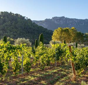 Villas Villa Cinsault, un bijou pour votre sejour en Provence Verte : photos des chambres