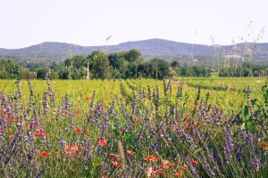 Villas Villa Cinsault, un bijou pour votre sejour en Provence Verte : photos des chambres