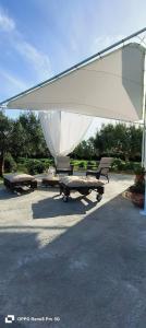 La corte degli ulivi