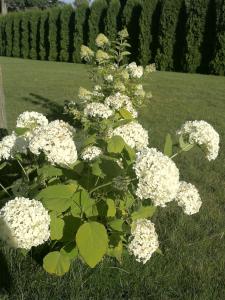 Exclusive Mansion Jurmala