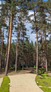 House in pine forest 7