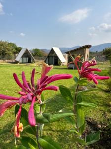 Chalets Encino Saúco