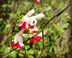 Appartements Oyat gite ecologique a Porspoder : photos des chambres