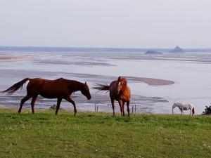 Maisons de vacances L-Oeil du Mont Maison vue sur le Mont Saint Michel et sa baie : photos des chambres