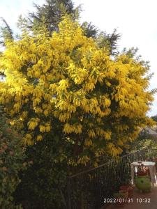 CHAMBRE lumineuse jardin arboré