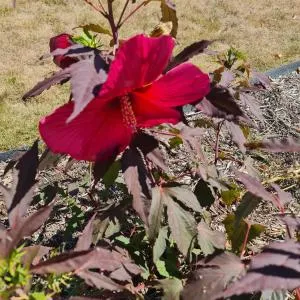 La mercerie des bout's - Sasnières