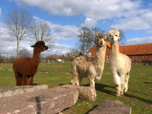 Alpaka-Lodge