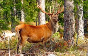 Cozy Home In Kosta With Wifi