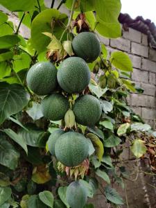 1st Floor Bambú Huasi & Gardens