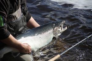 Lansån 46 Guesthouse