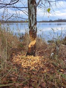 Haus am Fluss und See