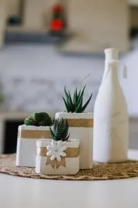 dimora di generosa ULIVO - Faccia di Trippa