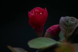 一日一組限定の貸切宿 民藝と憩う宿 -遊心館-