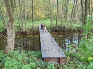 Appartements Gite des etangs de Saint Bale : photos des chambres