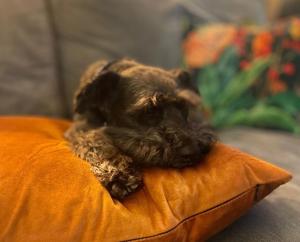 Yorkshire Dales Lodge 8 by Together Travel - 3-Bed Ensuite Retreat