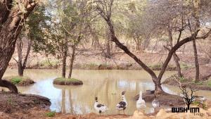 Bush Inn Lodge Lephalale