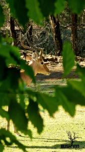 Bush Inn Lodge Lephalale