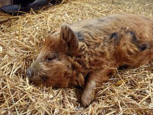 Boerderijcamping het Katreel