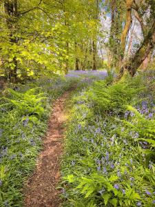 Shrew Lodge-woodland Lodges-Hot Tub-Pembrokeshire-Tenby