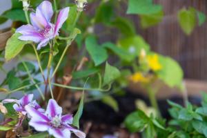 B&B / Chambres d'hotes L-Escale Fleurie a Saint Brieuc : photos des chambres