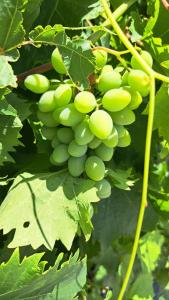 Room in Brela with air conditioning, WiFi, washing machine 4947-6