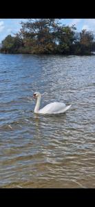 Campings Mobil Home Camping 4* : photos des chambres