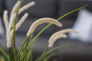 Costa Calma Barca Beach