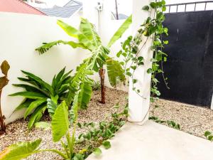 Tropical Beach Studios