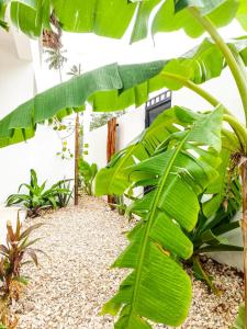 Tropical Beach Studios