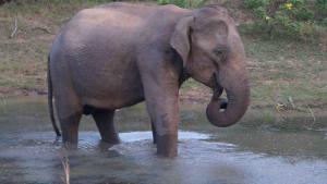 Athgira River Camping - Udawalawe