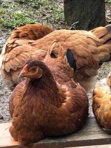 Chalé rural- hospedagem e experiência!