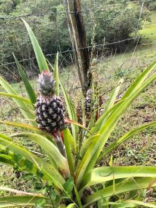 Chalé rural- hospedagem e experiência!