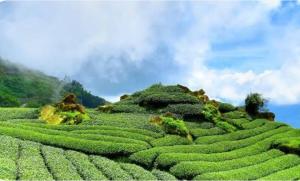 Penginapan sweety homestays