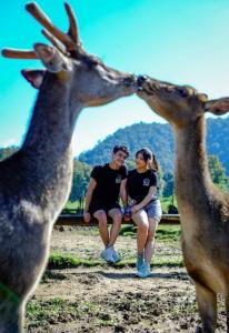 Penginapan sweety homestays