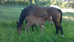Agroturystyka Śliwkowy Sad