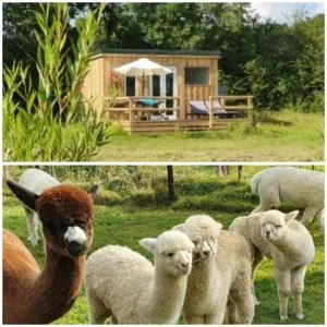 Dartmoor Reach Alpaca Farm Heated Cabins 5 mins drive to Dartmoor - Newton Abbot
