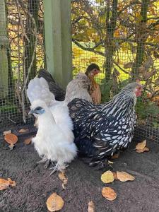 Gastenverblijf Studio 22 - woonboerderij