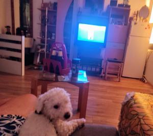 Apartman sa dvorištem sa privatnim parkingom i ulazom