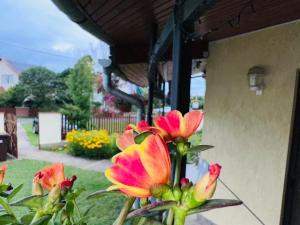 Cozy Garden Apartman