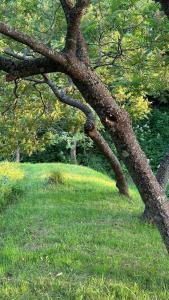 ZIELONY GAJ przy SOLINIE