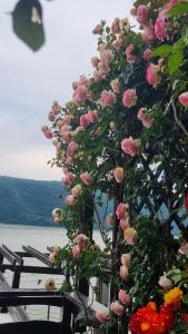 Casa Aless Eselnita Adults Only 14 plus