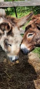 Sweet Nothings Retreat - 巴伯济约